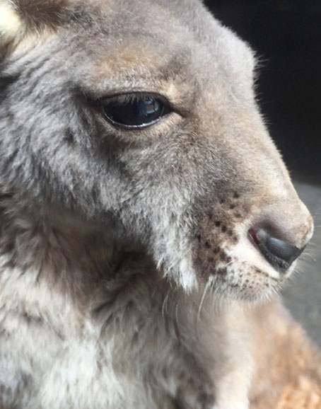 our story sanctuary on Eyre kangaroo